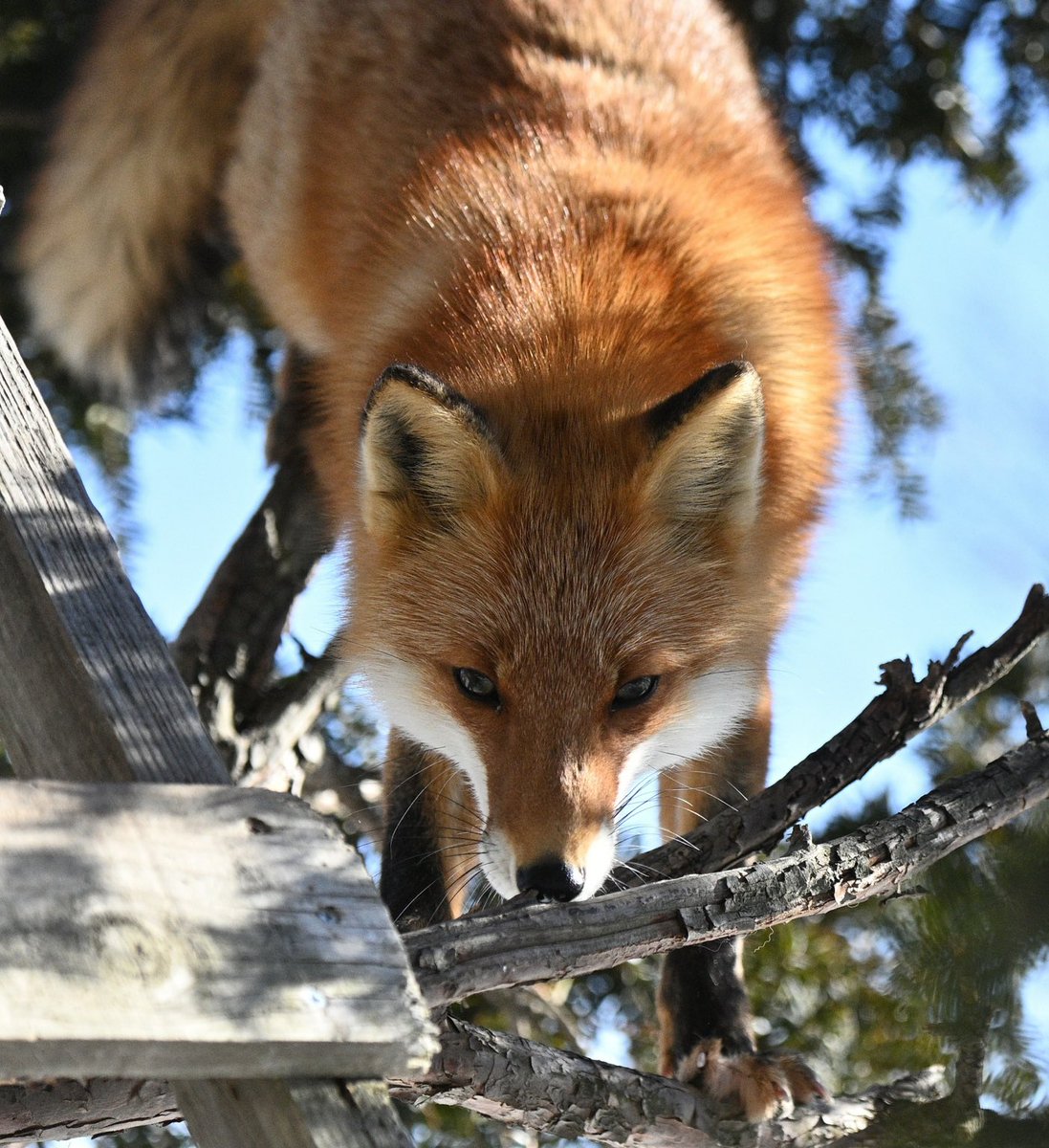 Foxssil(フォクシル) tweet media