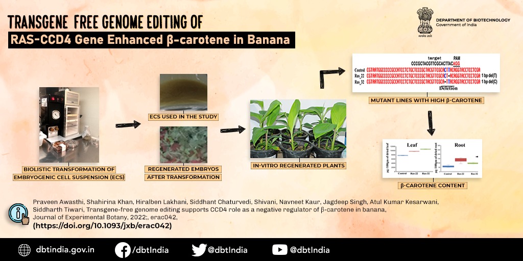 Carotenoid cleavage dioxygenase4 (RAS-CCD4) gene was identified by <a href="/NABI_India/">BRIC-NABI</a> as a promising candidate for its role in β-carotene degradation.

DOI: doi.org/10.1093/jxb/er…

<a href="/DrJitendraSingh/">Dr Jitendra Singh</a> <a href="/rajesh_gokhale/">Rajesh Gokhale</a>