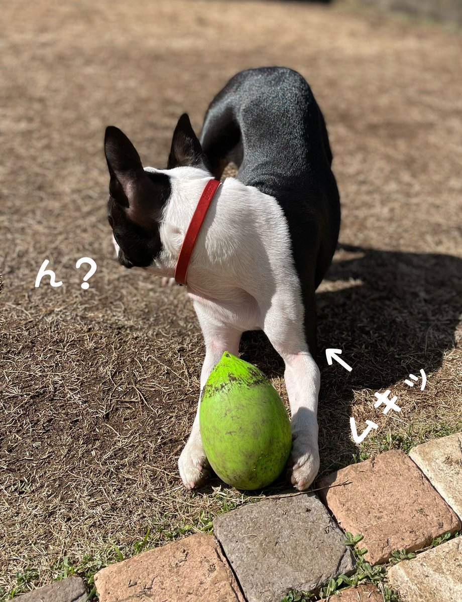 髭bowz 9bowz19 Twitter