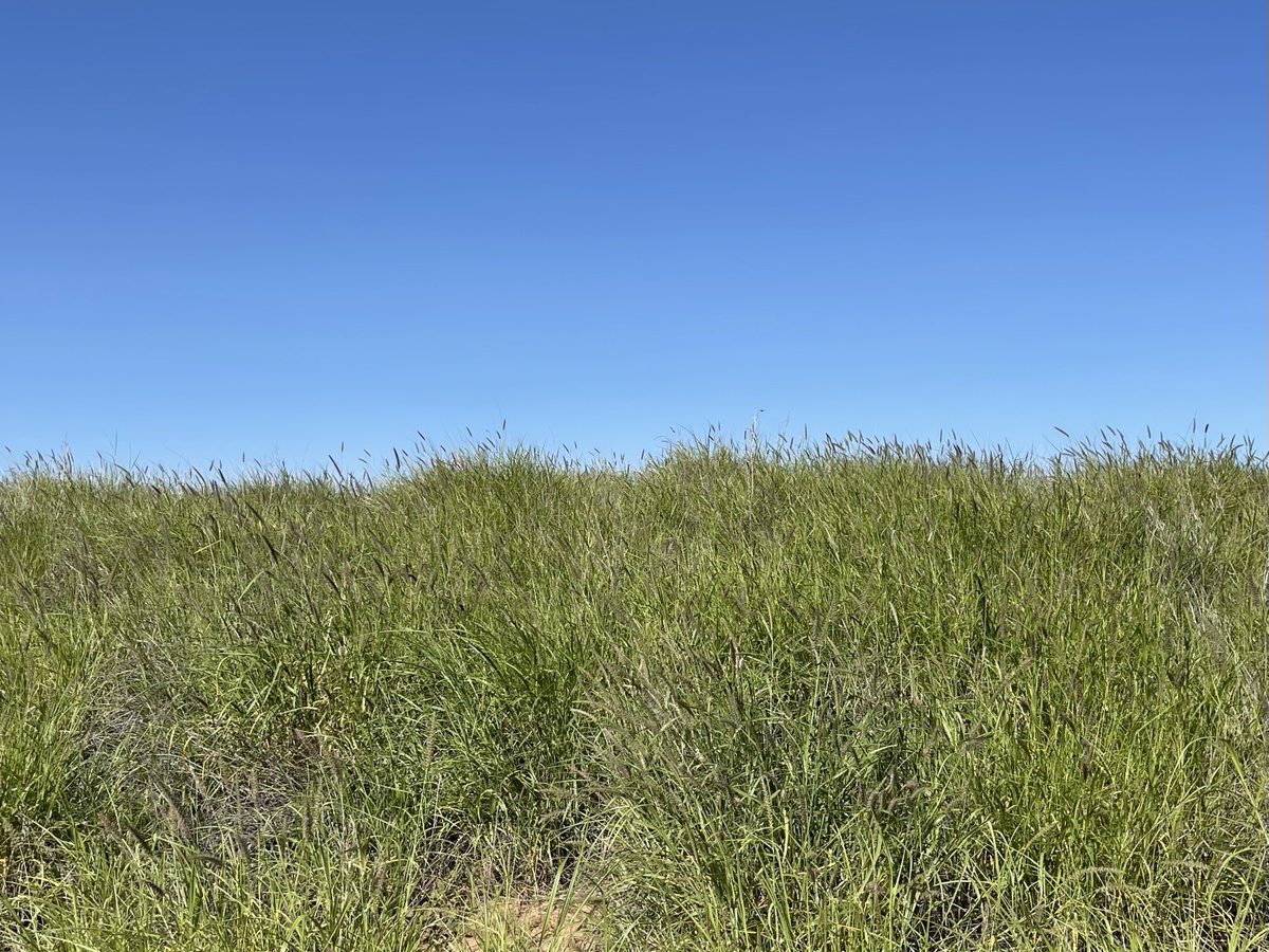 waterpenny10's tweet photo. Unfortunately summer rain also means that much of central Australia is now a sea of invasive buffel grass https://t.co/A1qWpKWQfD