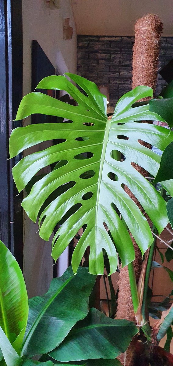 Arjan9902's tweet photo. New leaf 😁 https://t.co/KyCchw89YG