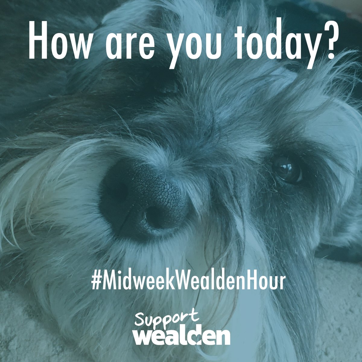 Join in between 12.30 and 1.30 for  #MidweekWealdenHour . 
Tell us what's going on with your business :D