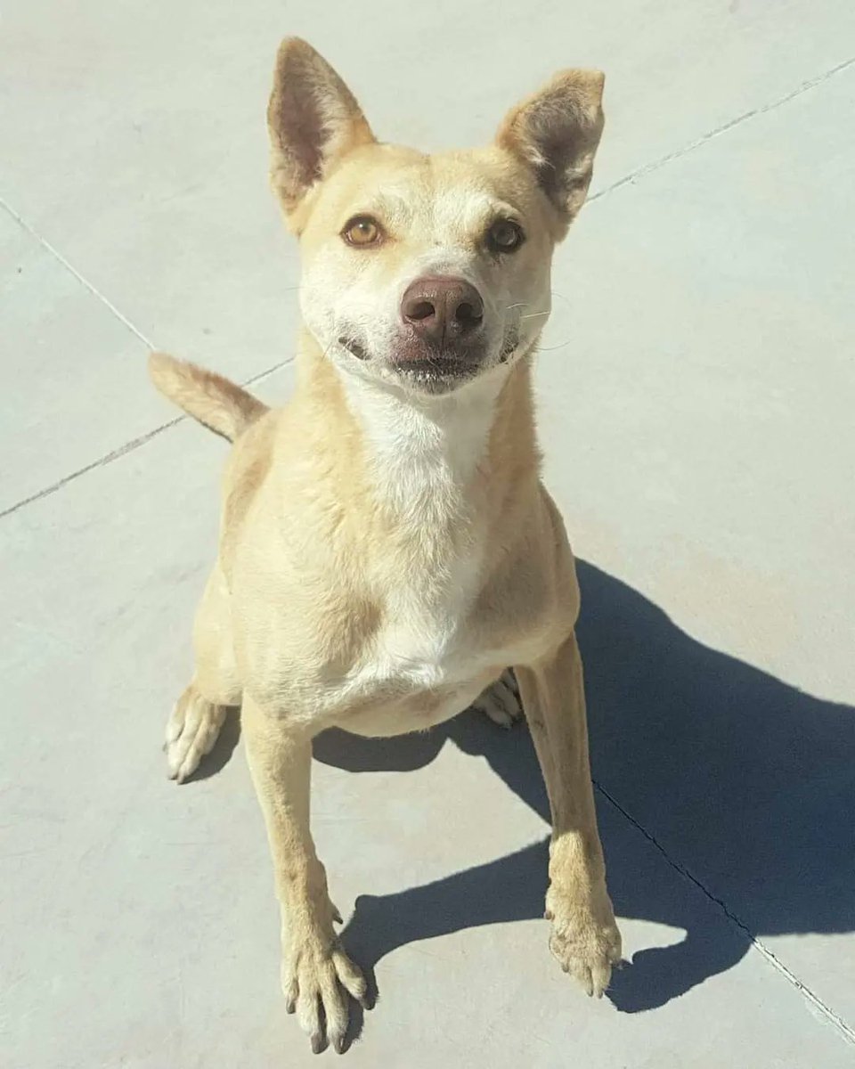 Cango, es un precioso mestizo está en adopción en el Centro de Protección Animal Tierra Blanca. ¿Nos ayudas a difundir? ¿Le encontramos un hogar a Cango?