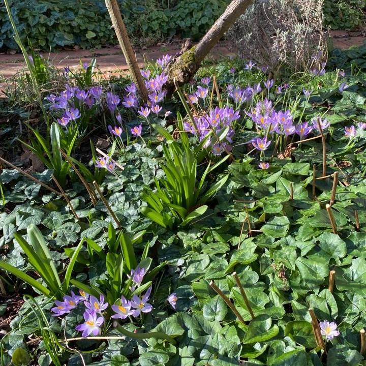 EmeryWalker_org's tweet photo. Our garden certainly looks ready for #spring!
#MuseumfromHome #SpringFlowers #HammersmithTerrace #Gardens #Flowers #Blooms #NoFilter #ThamesGardens #Gardening #Riverside #MoodBoosting https://t.co/bVTuTjKteh