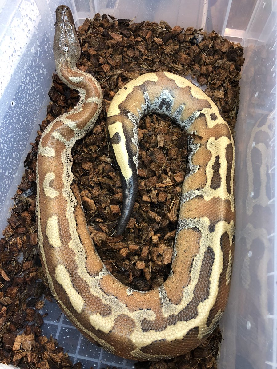 TenwaReptiles's tweet image. 在庫紹介
マラヤンブラッドパイソン
バンカ島産♂
長く黄色のストライプ
首のスポット柄が消え
典型的なバンカ表現だと思うけど
＃ブラッドパイソン
＃マラヤンブラッドパイソン
#bloodpython