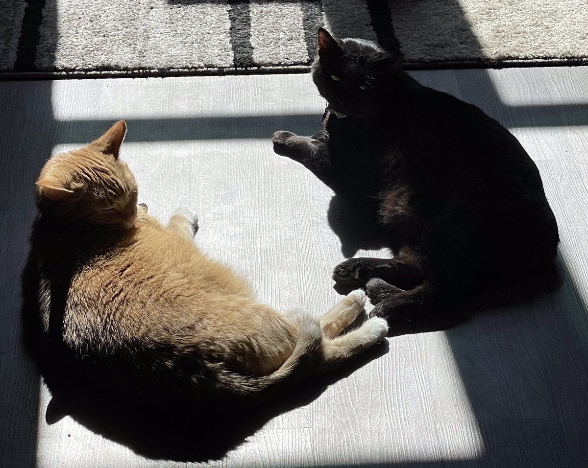 No Livingroom for Old Men #cats #CatsOfTwitter #didUgetit #StrayStrong #BigBrofurs
