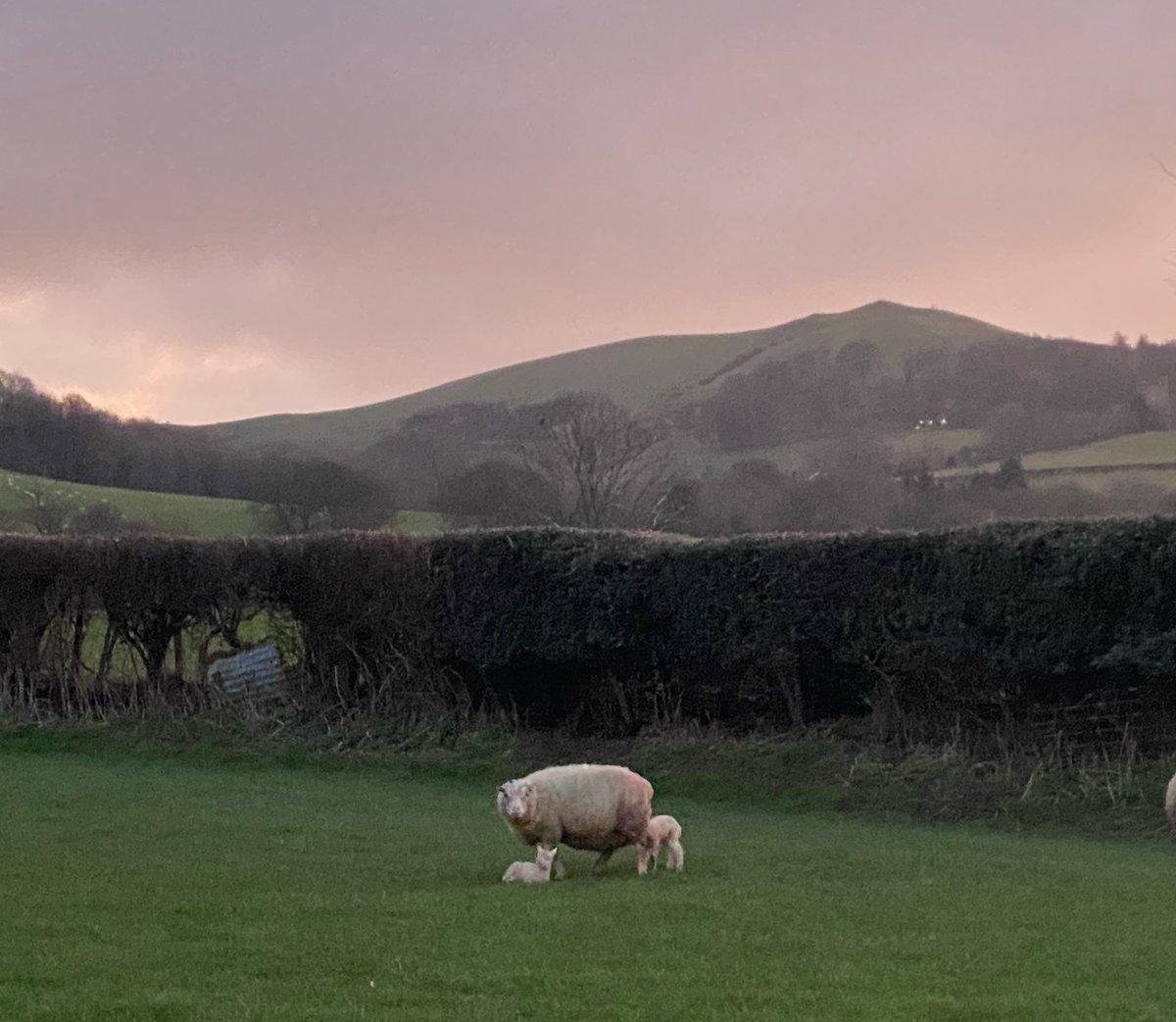 Rhiani's tweet photo. Lovely to see twins born last night looking well this morning. #charmoise #lambing https://t.co/MAiOalsaUZ