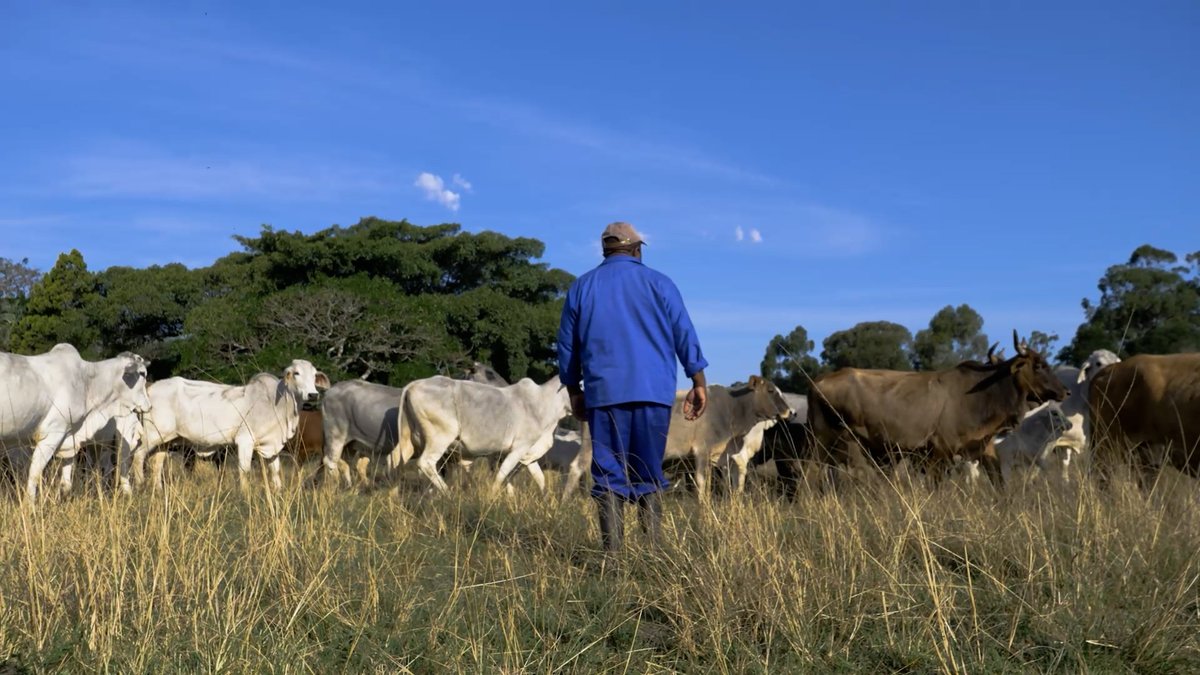 MolatekSA's tweet photo. #Molatek farmer, Matholengwe Monwabisi, has been exposed to agriculture since his childhood days on a communal farm. Today he uses Molatek for sustained nutrition in his Brahman cattle. Learn more about his farming operation here: https://t.co/pAixKban4B #MolatekRuminants https://t.co/QtA4unXbZ7