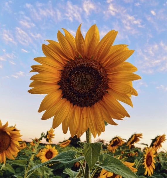 benchscafe's tweet photo. 💌 delivery!

sunflowers for nblms who like beeduo! https://t.co/ry4jyVY8lE
