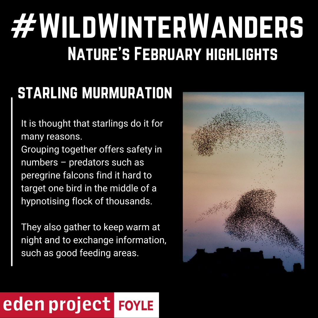 River_Foyle's tweet photo. A murmuration of starlings is an amazing sight - a swooping mass of thousands of birds whirling in the sky above.
Look out for this magical sight on your #WildWinterWanders this month๐ถ๐ณ
@UlsterWildlife @ecoattractions @RSPBNI https://t.co/ScKUdREGmU