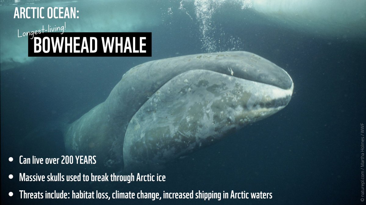 WWF_Arctic's tweet photo. The Arctic is warming almost 3x as fast as the rest of the planet due to climate change 🌡️🔥

On top of dramatic ecosystem changes, projected increases in ship traffic and expanding commercial fisheries carry direct risks for whales 🐋
📷: © naturepl. com /Martha Holmes/WWF https://t.co/3KnVXUo43A