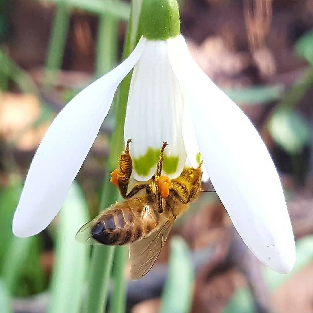 Daarom zijn bolgewassen in het voorjaar zo belangrijk voor de #bijen #wildebijen #bloembollen #bees #krokussen #pollinators #heemstede