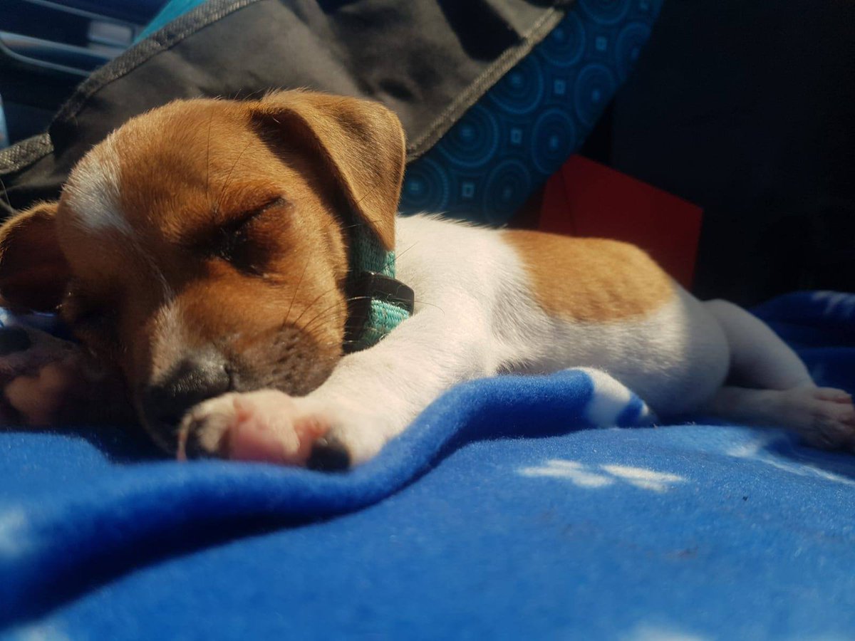 Lego_Lilli's tweet photo. Life on the farm is a blast, but she is talking about a new friend coming to stay with us.
Why would they want another dog? I'm not impressed. I don't like this little puppy, even though she's so cute. I used to be cute once..
#notimpressed #frienemies #dogsoftwitter #jackrussell https://t.co/he03uw1khR