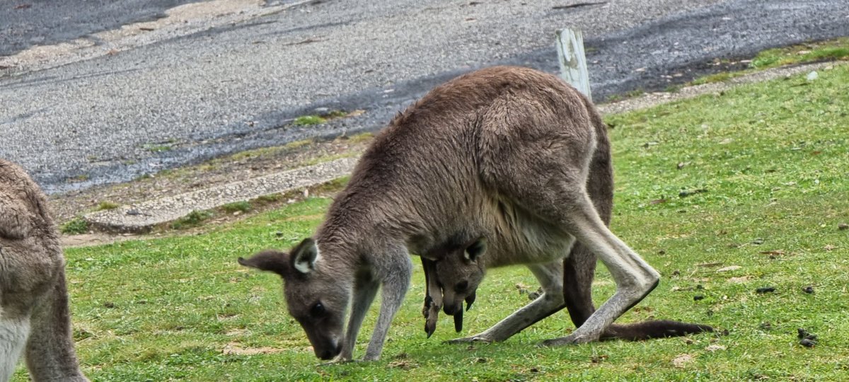 hamza_412's tweet photo. It's so cute, look at the pocket of kangaroo.. #Australia #kangroo https://t.co/MmtXVehzjF