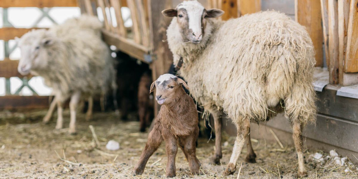 moscowgov's tweet photo. What cute newborns appeared at VDNH 😇

Soon these lambs will have names.

📷 @VDNH_RU 

#animals #lamb #cute #city #Moscow https://t.co/KtOIwmklSx