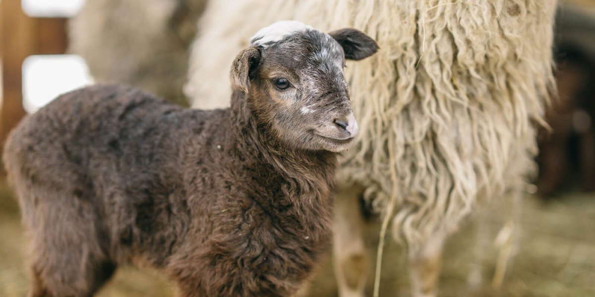 moscowgov's tweet photo. What cute newborns appeared at VDNH 😇

Soon these lambs will have names.

📷 @VDNH_RU 

#animals #lamb #cute #city #Moscow https://t.co/KtOIwmklSx