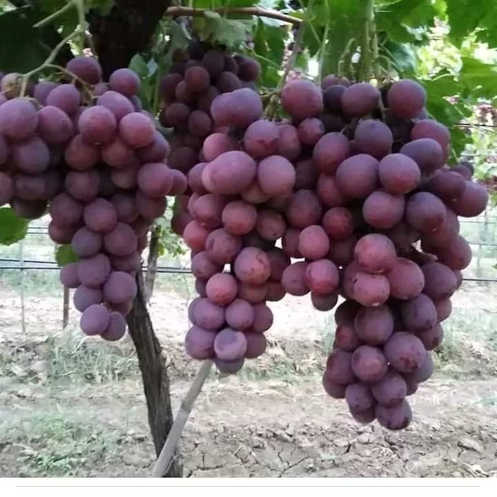 FSeedles's tweet photo. Bugün tam çardak #Redglobe üzüm bağımızda budamayla ilgili son rütuşları yapıyoruz.
Artık yavaş yavaş sezon sonuna yaklaşıyoruz.
Bu kuru çubuklar da 4-5 ay sonra birbirinden güzel böyle üzümler göreceğiz kısmet olursa.
#Manisa #Sarıgöl #Çanakçı #beyyeri #Koruyeri #Emcelli https://t.co/qk4wOCOTmL