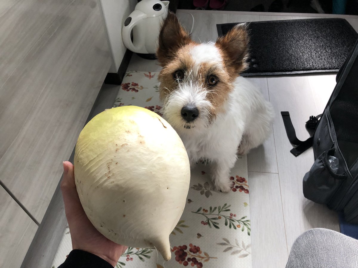 大根とおかゆ🐶
京都の聖護院大根という品種?だそうです。食べるのが楽しみ
