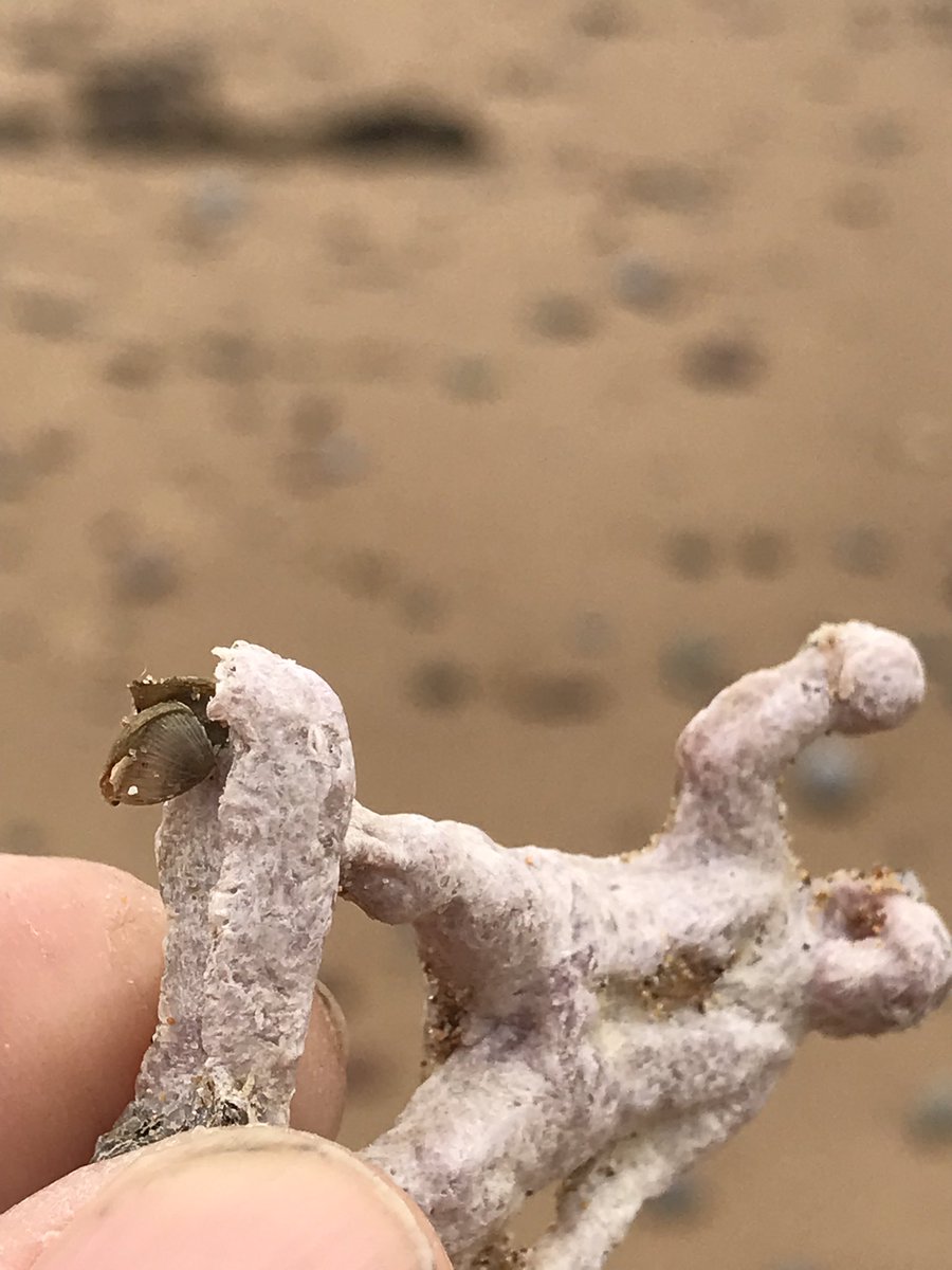 Owen Leyshon tweet media