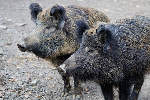 ISPRA_Press's tweet photo. 🐷#Pestesuinaafricana, Vittorio #Guberti #Ispra su @agronotizie: "Virus estremamente resistente e contagioso, molto virulento ed estremamente letale, in popolazione di soggetti suscettibili arriva ad ucciderne l'80%". Leggi l'intervista👉https://t.co/SRKW0UYfv3 https://t.co/QrjgrLW5pH
