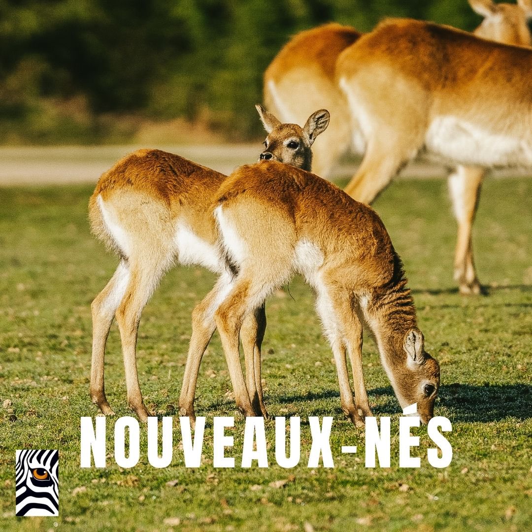 AfricanSafari31's tweet photo. Voici les dernières #naissances à découvrir 😍
🔸 2 jeunes #cobesdeLechwe
🔸 Shenzi, une femelle #gnou âgée de maintenant 3 mois
🔸 Korra, une petite #dromadaire
🔸 Des petits #wallabies
🔸 Louna et Lucio, deux adorables #chevreaux !
📸 @Kévin Spadafora https://t.co/N4Ial5YcXy