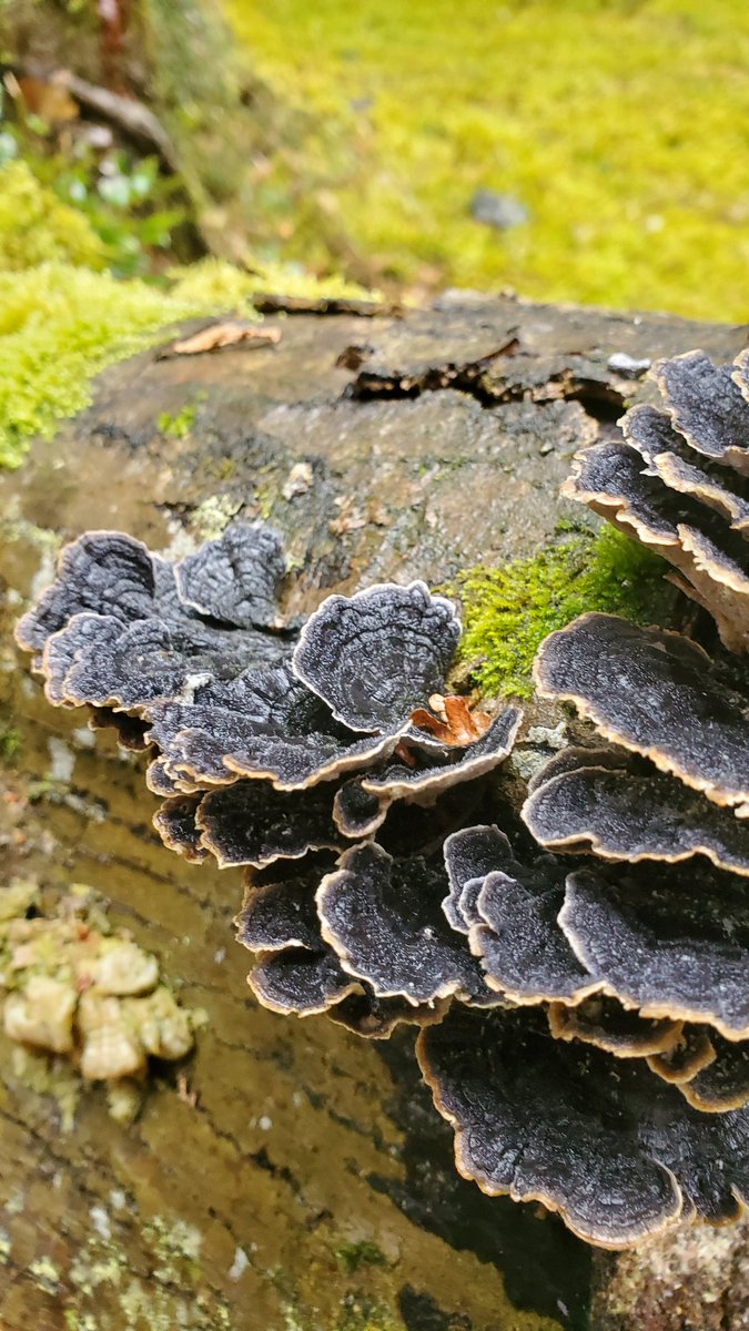 Observer_no9's tweet photo. Went out this weekend and saw what I believed to be #Trametesversicolor and they just...look so velvety? 
#funfungi https://t.co/VwyTOchYl4