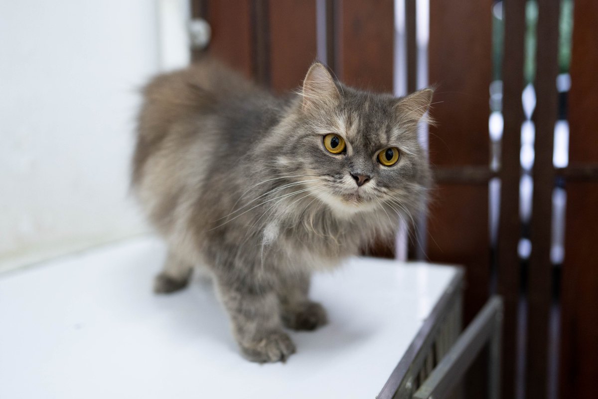 AgegeSaputra's tweet photo. Let's dance, baby! #cathography #NFTs #persiancat #opensea 
https://t.co/kcKZLTptVN https://t.co/C2S8T0bXGu