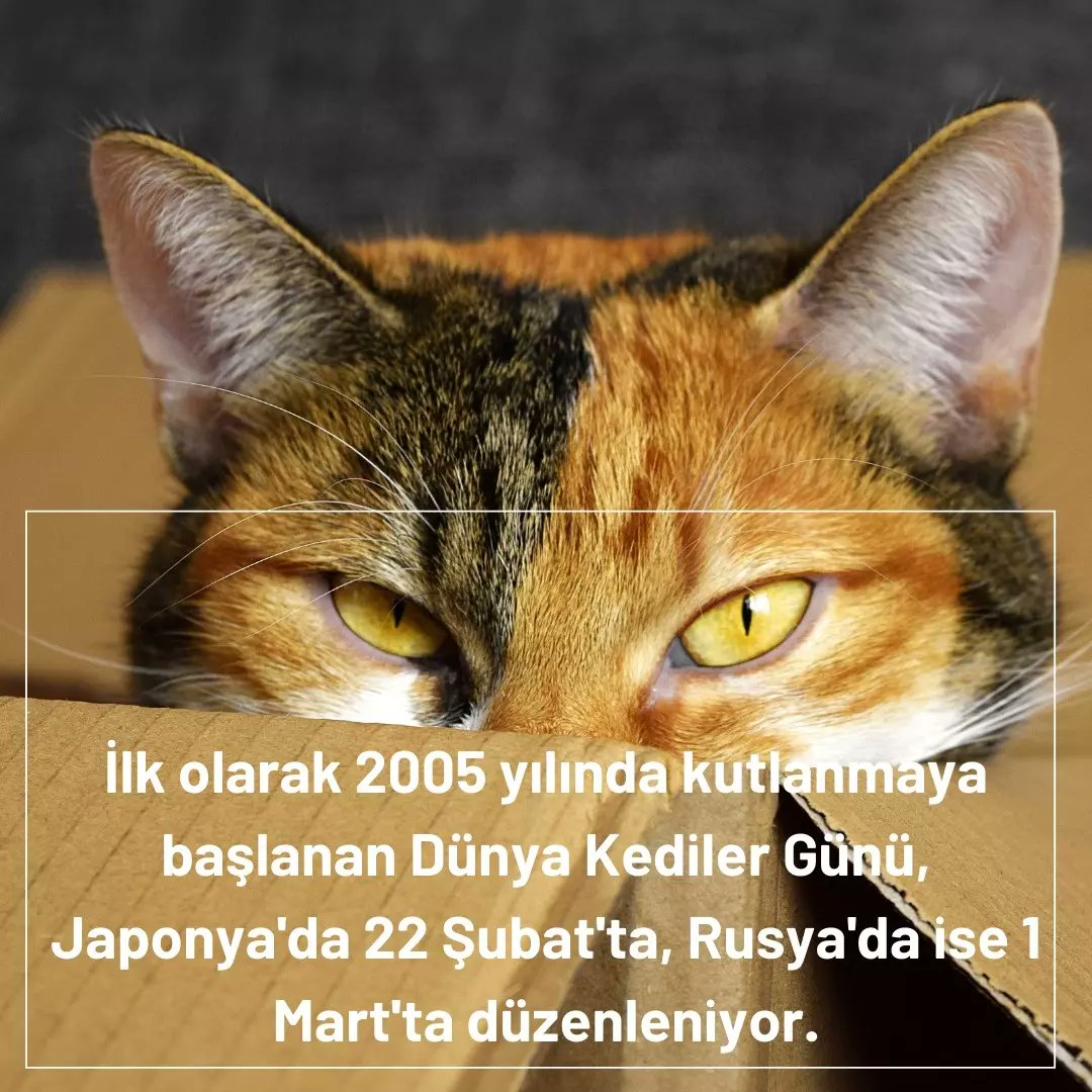 Hazır yarın 17 Şubat Dünya Kedi Günüyken,arada ki farka kısaca bir göz atalım🐾
.
.
.
.
.
.
.
#dünyakedilergünü 
#cats
#animals
#çağüniversitesi