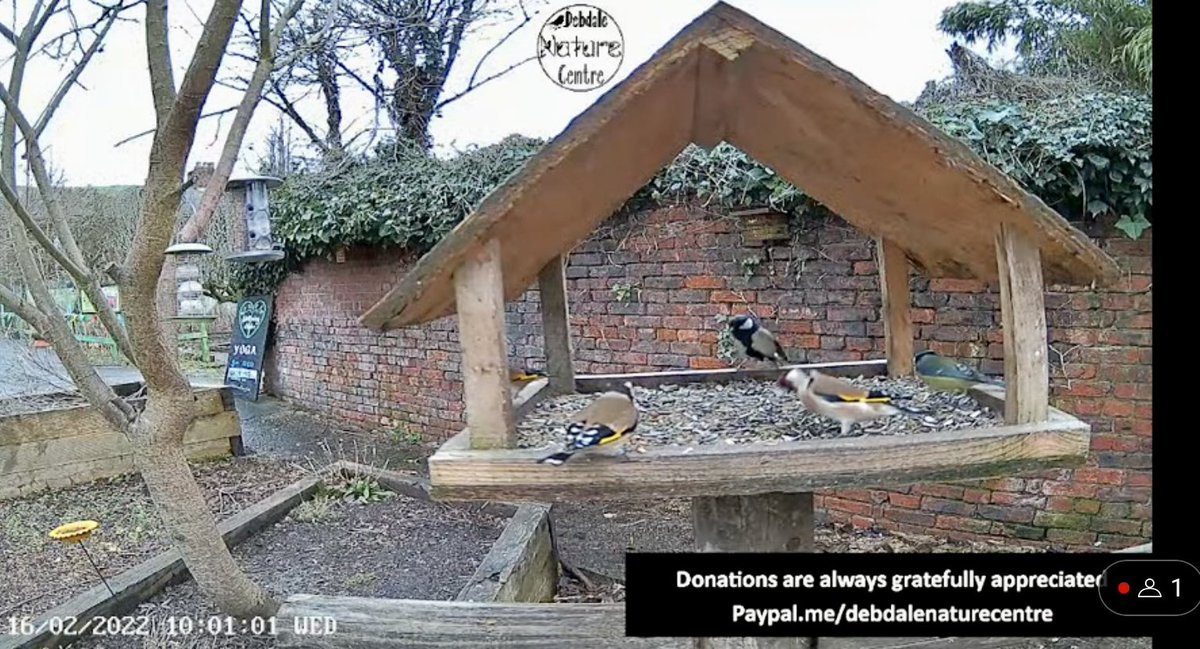 The bird table is busy this morning! Check out the live stream on YouTube <a href="/BBCSpringwatch/">BBC Springwatch</a> <a href="/FriendsDebdale/">Friends of Debdale Park</a> #Livestream #britishbirds #debdalenaturecentre