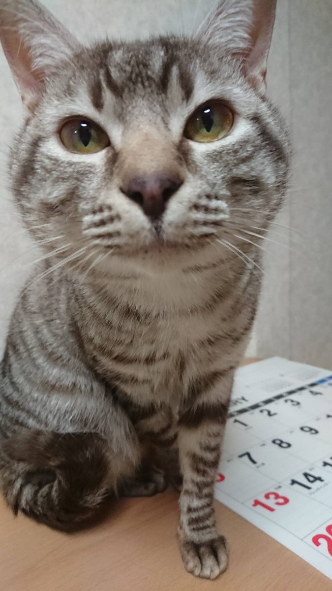 yy853214's tweet photo. 飛んだ店子が置いてった猫ちゃん
里親募集します
本州、四国、九州であればどこでも私が連れて行きます
避妊去勢、病気の検査など済ませます
身分証明書の提示と
譲渡契約書交わせる方限定です
里親資格要因は特にありませんが、私が話を聞いて決めます
トラ柄は成猫(推定１−２歳)
黒は生後半年かな https://t.co/oUVssLkTiS