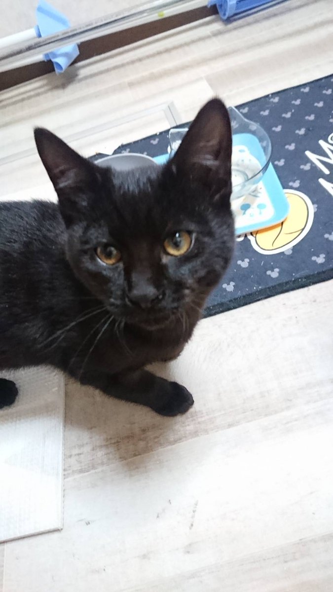 yy853214's tweet photo. 飛んだ店子が置いてった猫ちゃん
里親募集します
本州、四国、九州であればどこでも私が連れて行きます
避妊去勢、病気の検査など済ませます
身分証明書の提示と
譲渡契約書交わせる方限定です
里親資格要因は特にありませんが、私が話を聞いて決めます
トラ柄は成猫(推定１−２歳)
黒は生後半年かな https://t.co/oUVssLkTiS
