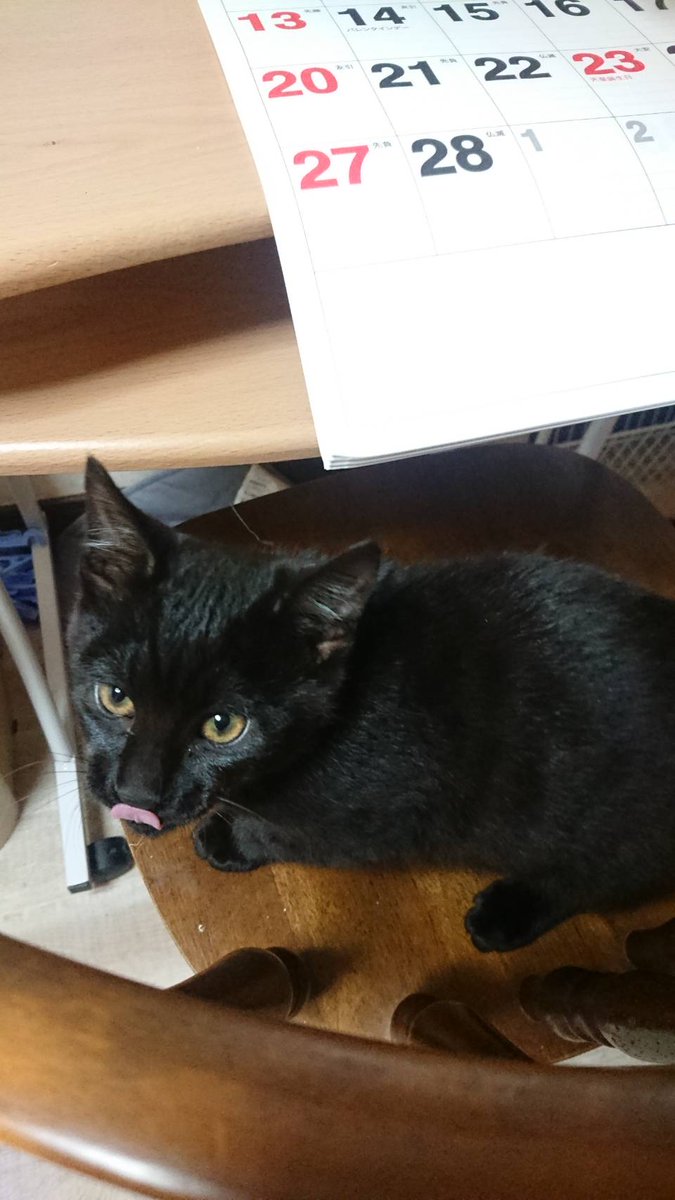 yy853214's tweet photo. 飛んだ店子が置いてった猫ちゃん
里親募集します
本州、四国、九州であればどこでも私が連れて行きます
避妊去勢、病気の検査など済ませます
身分証明書の提示と
譲渡契約書交わせる方限定です
里親資格要因は特にありませんが、私が話を聞いて決めます
トラ柄は成猫(推定１−２歳)
黒は生後半年かな https://t.co/oUVssLkTiS