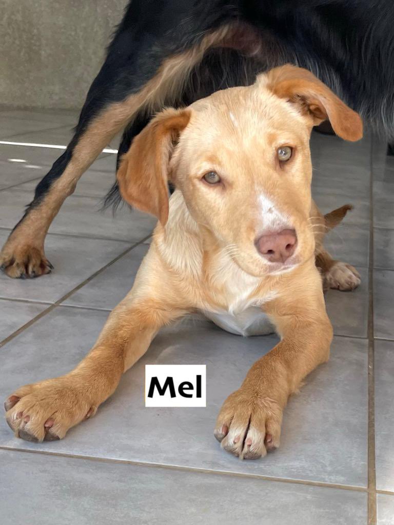 More beautiful rescue pups are available for adoption. Please visit our website to find out more! DogsnHomes.org.uk  🏡🐾