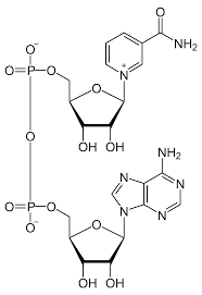 EstebanDL's tweet photo. ¿Puedo hacer algo para estar mejor?
¿Puedo envejecer mas lento?
¿Puedo mejorar la inmunidad?
¿Puedo disminuir las probabilidad de tener cáncer?

 ¿Cómo hacerlo?

En este hilo dejaré alguna información al respecto

Seguime https://t.co/8D8js1iSGF