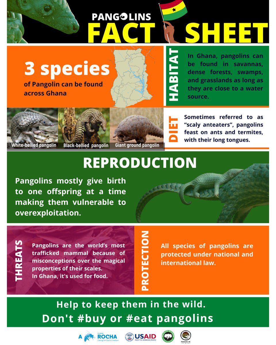We are 3 days away from World Pangolin Day. 
Ghana is home to 3 species out of 8 species. We don’t know how much of Ghana’s Pangolin population is gone. It’s time to take action and protect our pride – together let’s protect our Pangolins!
#StopPangolinTrade #WorldPangolinDay