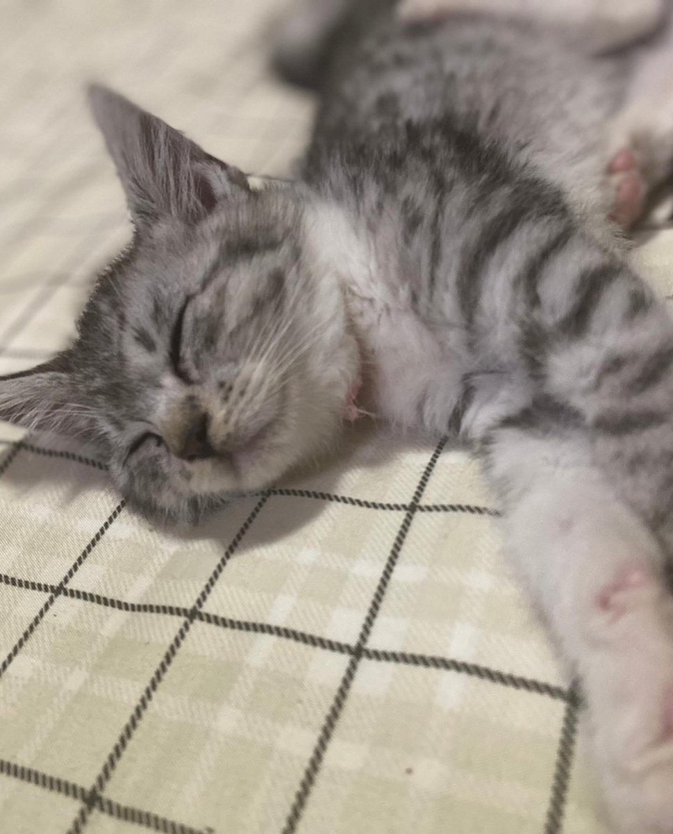 catclub_cherish's tweet photo. ☆預かりボランティアさん大募集☆

Cherishにやってくる猫ちゃんたちは約2か月間の隔離期間を経てお店にデビューします♡
その間に駆虫や検査、ワクチン、手術などを済ませているんです。

その期間だけ預かりボランティアさんとして、保護猫ちゃんに携わり、お手伝いをしてくださる方を大募集♡
#猫 https://t.co/Xp4wQvnE5n