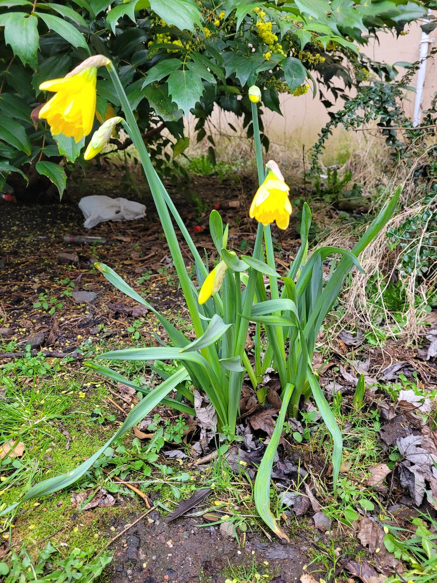 Poll_RSG's tweet photo. These daffodils planted by residents are about to burst open on the corner of Leslie Street and Keir Street in East Pollokshields. https://t.co/XdH2MFSDrO
