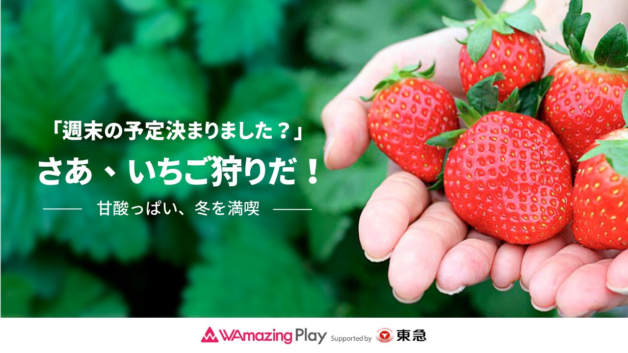 Wamazing Snow 公式 せっかくのおでかけ アフタースキーの新提案 姉妹サービス Wamazing Play 企画 アフタースキーは温泉だけじゃない 今まさに旬の いちご狩り に行こう 関東近場で楽しめる個性的ないちご狩りをご紹介