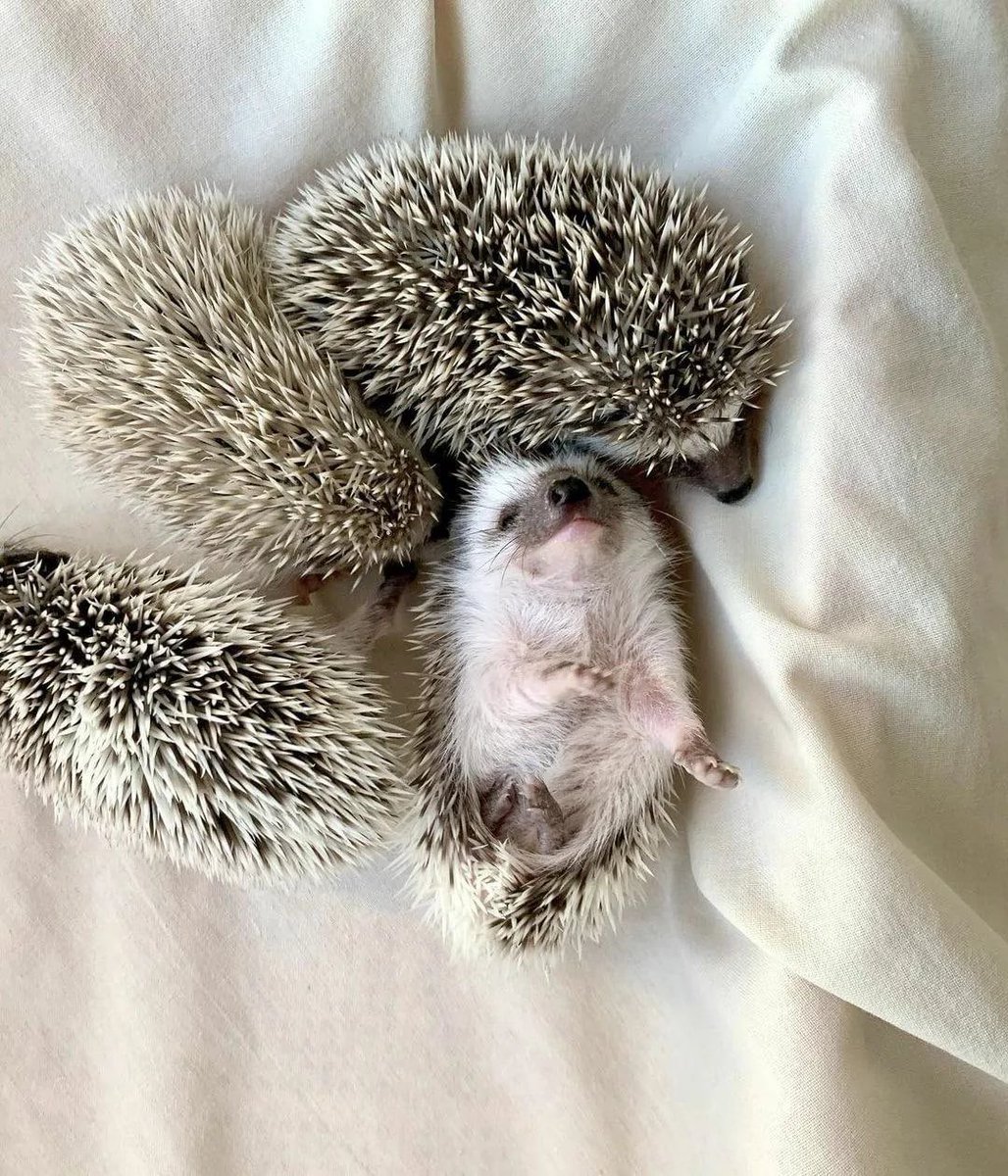 DayHedgehogs's tweet photo. https://t.co/KNLe8sGuUA