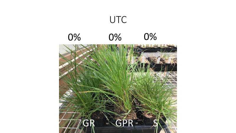 During the Xmas break I have done a pot experiment to assess spike activity on ryegrass from a series of group G and new pre-emergence herbicides 1/10 

GR = glyphosate resistant
GPR = gly and paraquat resistant
S = sensitive
[values are % control, visual, 3 reps]