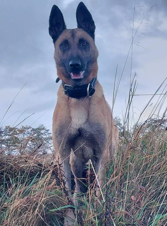 PSOSDogs's tweet photo. A busy set of shifts for #PDObi Saturday night he located a vulnerable missing person who needed medical attention they are now safe. Sunday his handler stopped a stolen car where the suspects tried to run off, soon as Obi gave chase they gave up! #TopTeam #DontRunFromTheDog 🏴󠁧󠁢󠁳󠁣󠁴󠁿 https://t.co/7VtOibRD0c