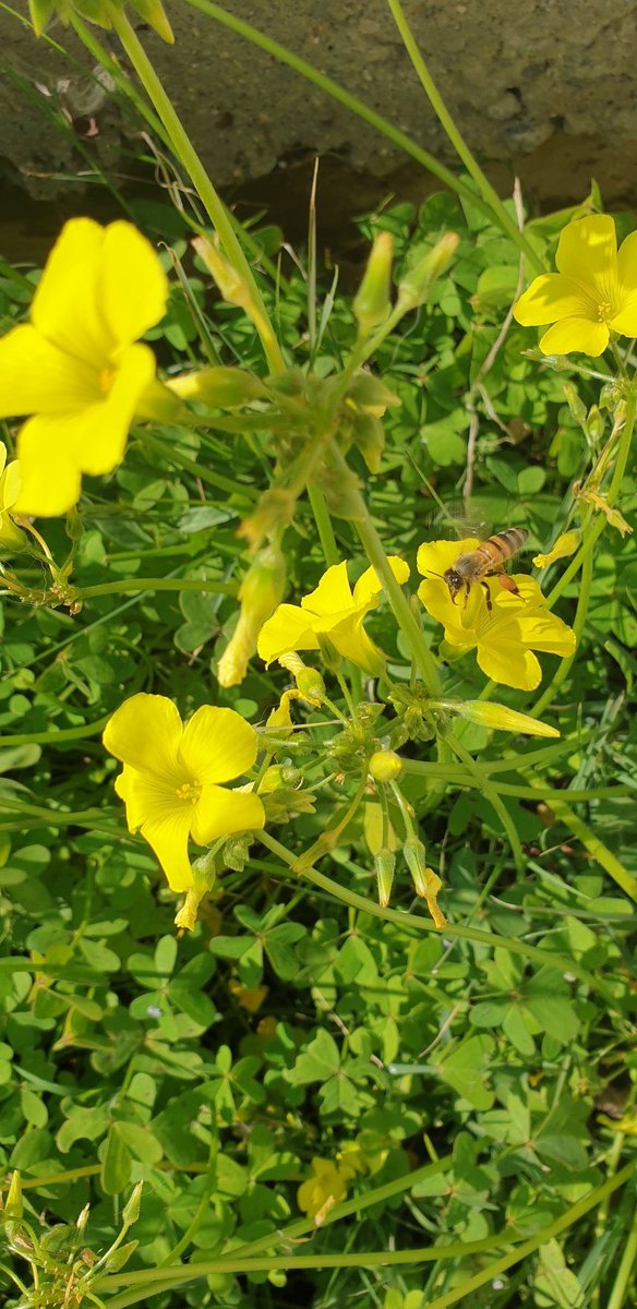 Kıbrıs'ta bahar 🏵️
Spring in Cyprus 🍀
#Cyprus #Famagusta #WalledCity #Spring