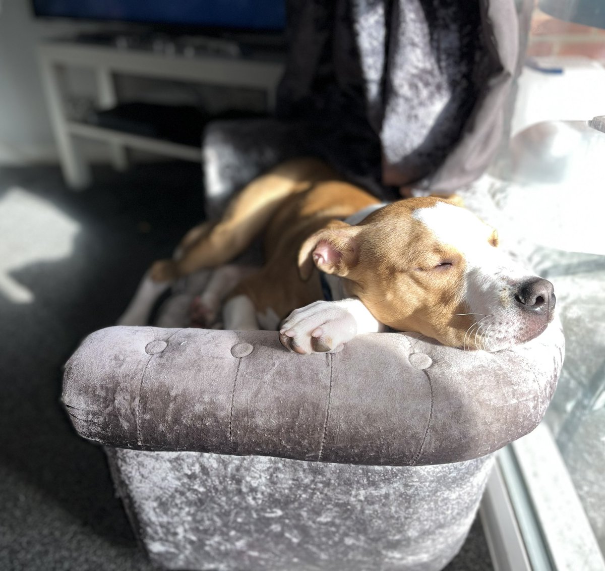 Snooze on his sofa after a long walk💙 #myboy #puppylove #puppy #bestfriends #dogsoftwitter #dogs