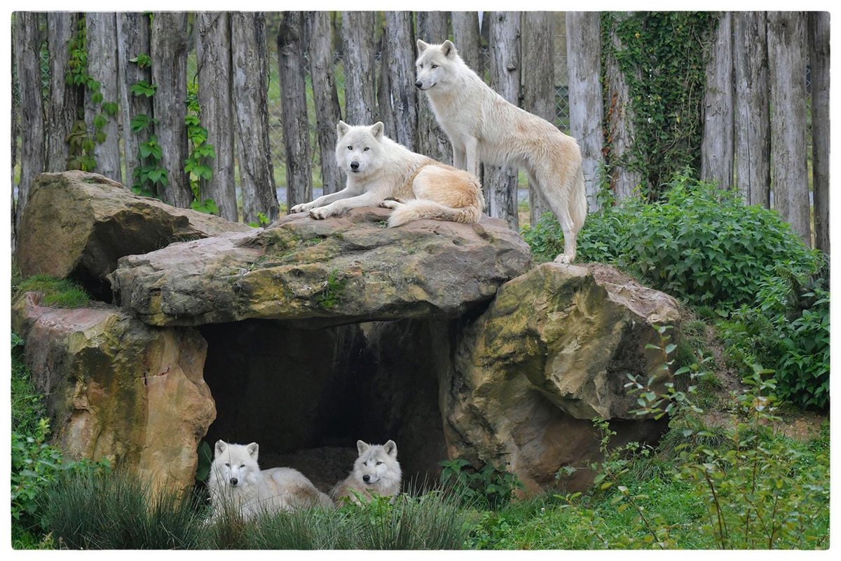AuboisVeronique's tweet image. #ArcticWolves @zoobeauval 
#Wolves have different means of communication. They howl for many reasons: to signal their location to other pack members or bring members together for a hunt. A howl can also warn neighboring Wolves to stay away from their territory.
©Véronique AUBOIS-