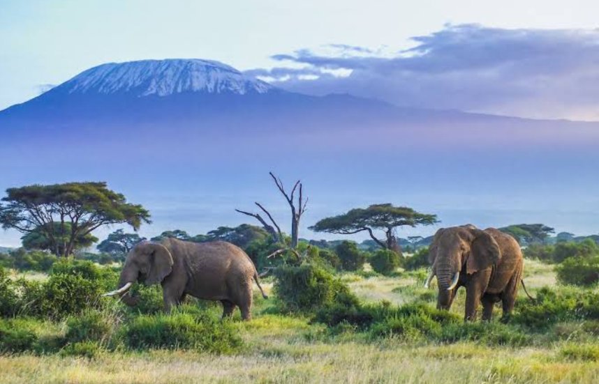 Oktohz's tweet photo. Let's go adventure Amboseli National Park😍
#magicalkenya #TembeaKenya #KenyaKwetu #LetsGoAdventure https://t.co/jQ3LMEExi2