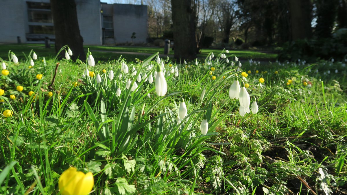 MECCambridge's tweet photo. Snowdrops in the sunshine near Pearl House π β
#Medwards #DomeIsHome https://t.co/aORRlOo1Jv