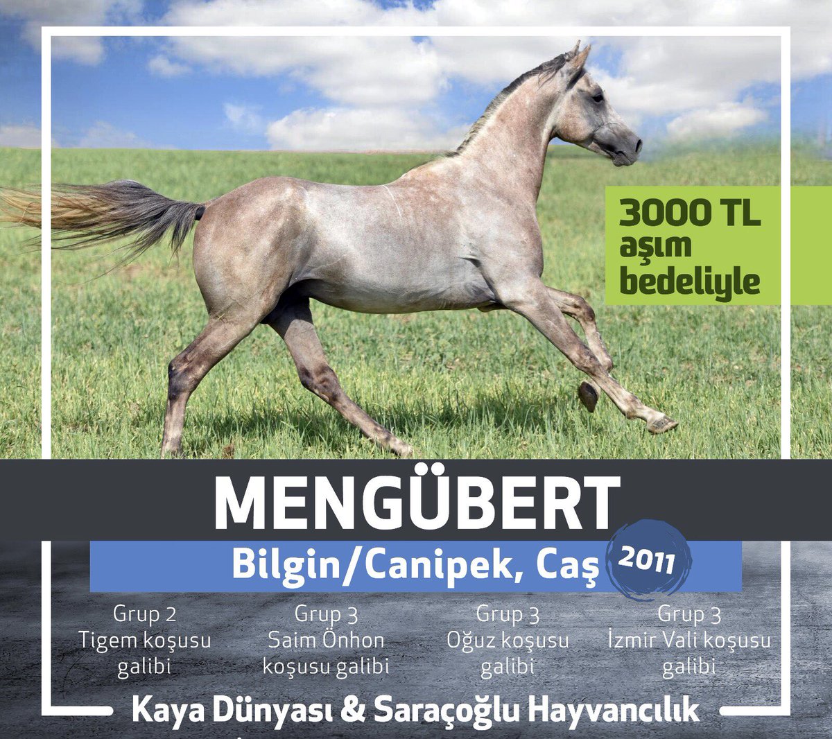 Oğlumuz MENGÜBERT bu yıl Ankara/Kazan’daki HUZUR Çiftliğinde aşımlarına başlıyor. Sadece 3bin TL
☘️🧿☘️