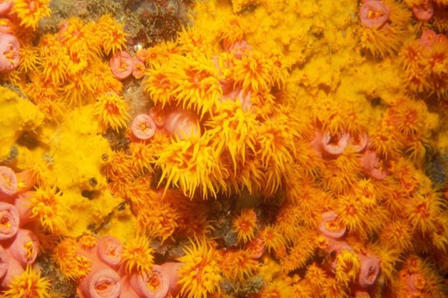 NordesteEco's tweet photo. Espécie invasora de coral já é encontrada em três pontos da costa cearense | Foto: Laszlo Ilyes
Leia mais: https://t.co/XDf7HcYPIe
#biodiversidademarinha #cienciacidada #coralsol #ecossistemamarinho #especiesexoticas #especiesinvasoras https://t.co/AVGw081ayk