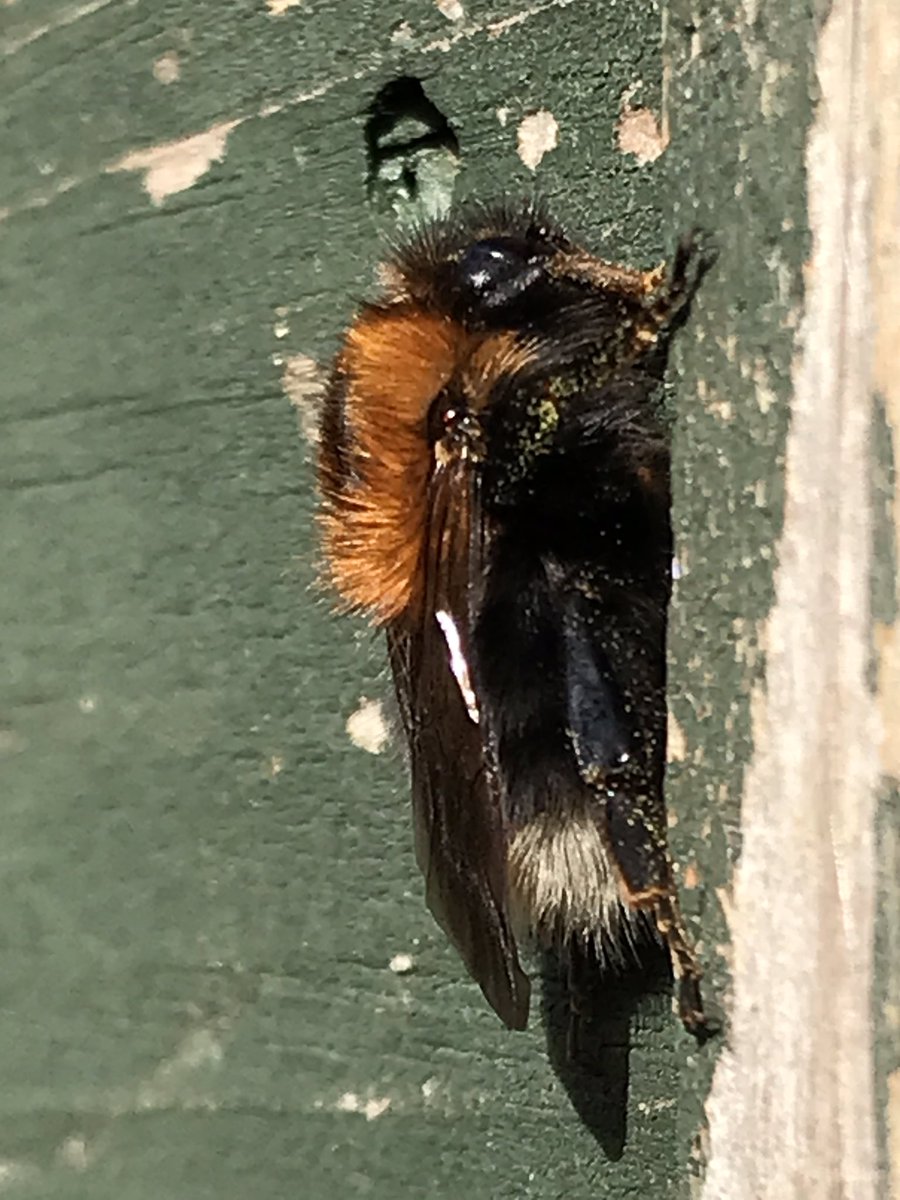 treeruss's tweet photo. My first Tree Bumblebee of 2022. Looks like an over wintered worker. It’s warm in the sun right now. Too warm for February.

#Bombushypnorum #LondonBees #EarlyBees #SpringBees #TottenhamBees #HaringeyBees #TwitterNatureCommunity #TooWarm #FebruaryHeat #ClimateChange #bumblebees https://t.co/vrmQnQq4IR