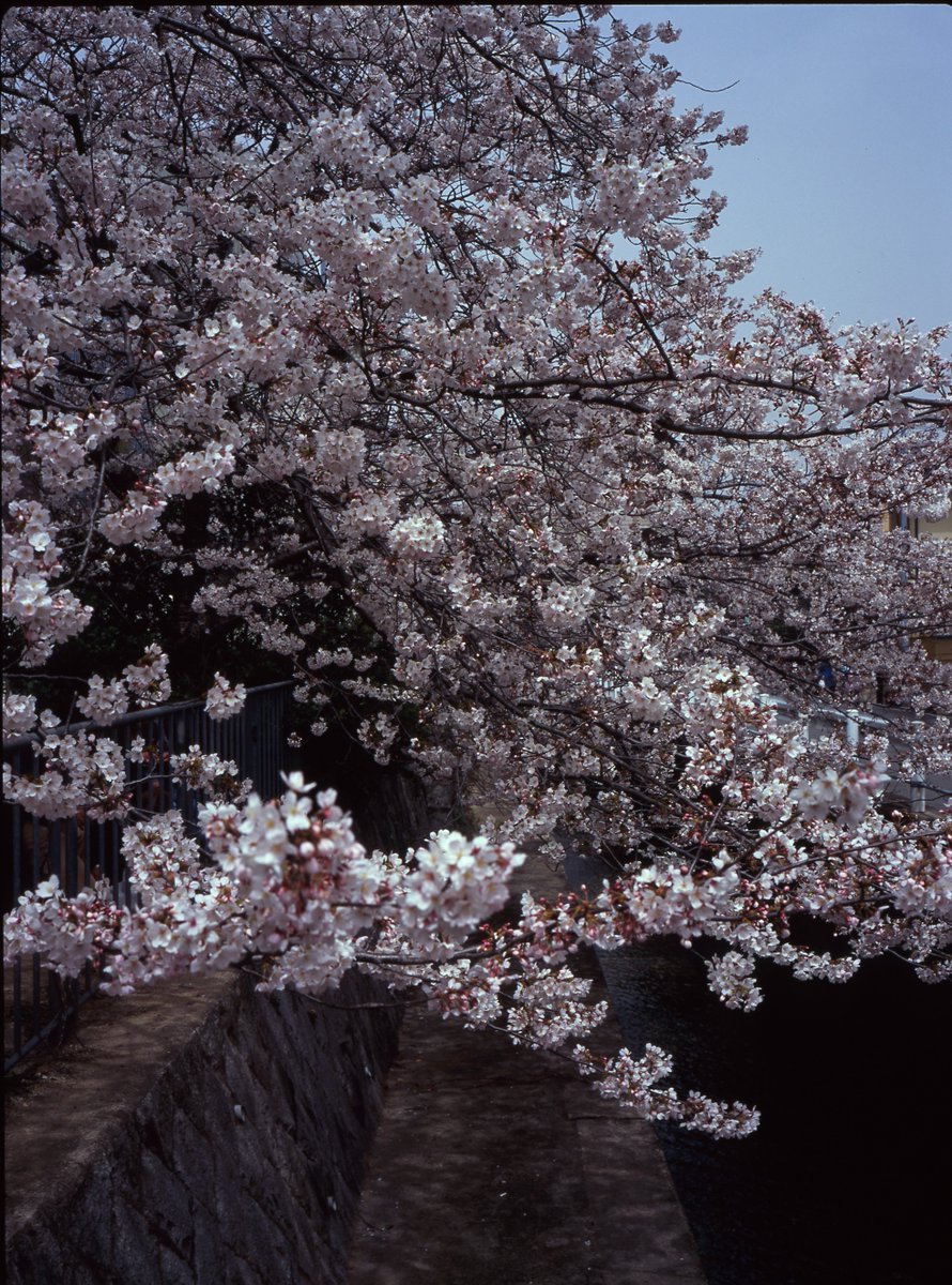 gsaram's tweet photo. 언젠가 봄.
Bronica RF645, 65mm, Agfa RSXII
#streetphoto #filmcamera #filmphoto #trevelphoto #RF645 #Mediumformat #Agfa https://t.co/oZWFz3Caa6